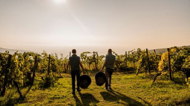 Cantina del Castello