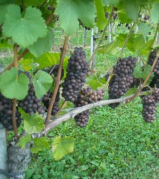 Visite et dégustation au domaine Pock