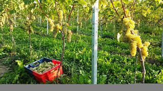 Degustazione di vini e tour al Vin Du Pays De Herve