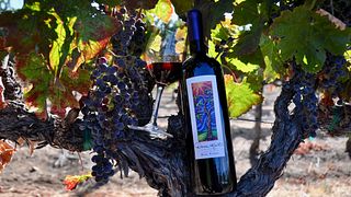 Degustazione di vini e tour ai vigneti Darcie Kent