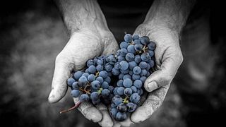 Domaine Frédéric Mabileau