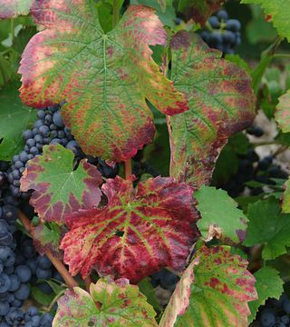 Domaine Nesme: A Gem in Beaujolais
