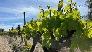 Wine Tasting Among the Vines of Tentiber