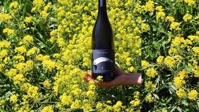 Trentino-Alto Adige Wine & Vineyard Discovery at Lageder