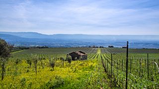 Dégustation de vins et visite à la Casa Comerci