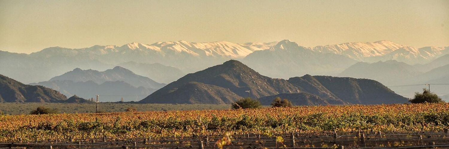 Chañarmuyo - Vineyard
