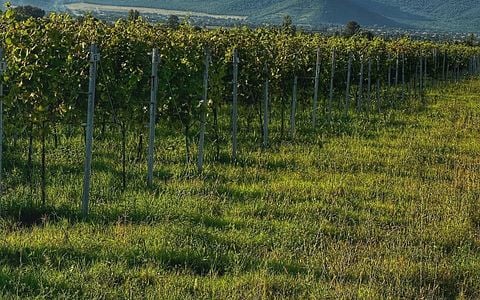 Vineyard Tour, Dinner & Stay at Marani Milorauli