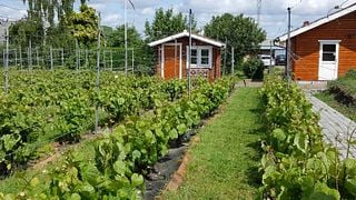 Domaine Nyballe