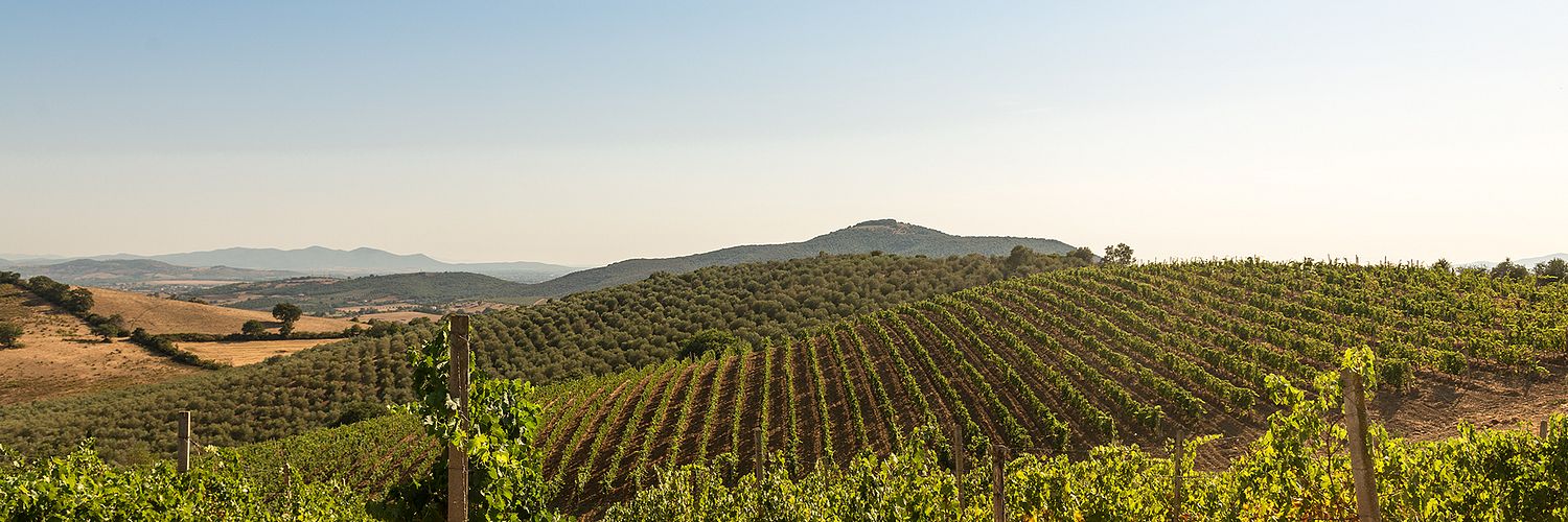 IL VIGNETO 3