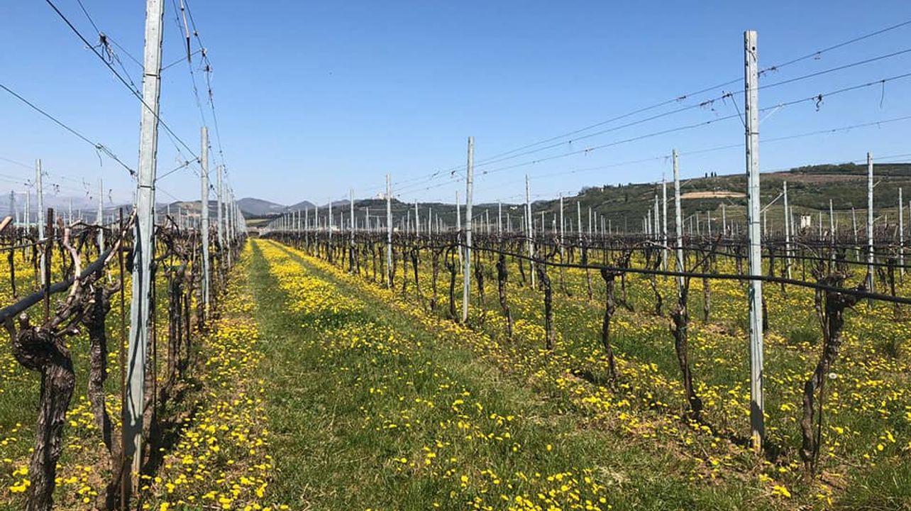 Azienda Agricola Vicentini Agostino