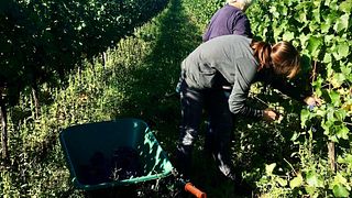 Weingut Peter Schandl