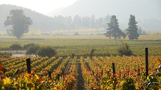Entkorken Sie das Clos de Luz-Erlebnis