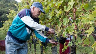Full tour at Azienda Agricola Grillo Iole