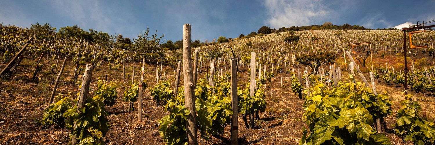 cantine di nessuno-vineyard2