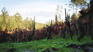 Tour enologico privato premium di Bairrada: visita 3 cantine con degustazioni di vino e pranzo