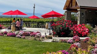 Dineen Vineyards