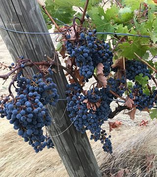 Cata de vinos y visita guiada a la bodega Wawawai Canyon