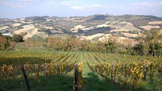 Enjoy Marche Wines with a Gourmet Terrace Tasting