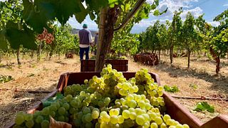 Domaine Paterianakis