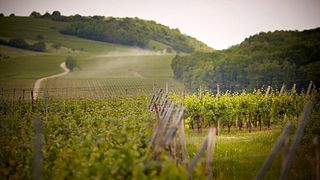 Wine Tasting and Tour at La Cave des Vignerons de Pfaffenheim