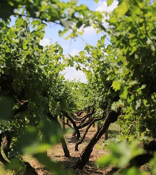Villa Bogdano 1880: History, Nature & Organic Wine Tasting