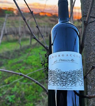 Cantina Mancini: A Hidden Gem in Tuscany