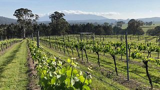 Rusty Fig Wines