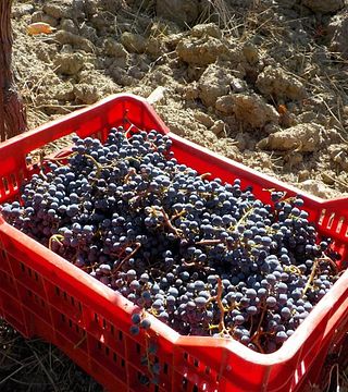 Basile Organic Wine Farm