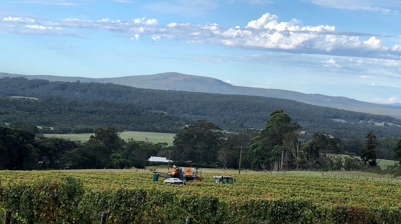 Harewood Estate Wines
