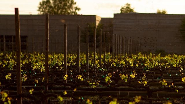 Cata y tour de vinos en Cuna De Tierra