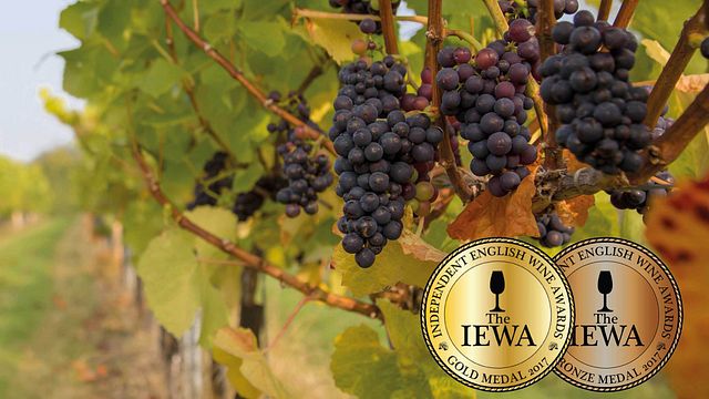Besuch und Verkostung im Tuffon Hall Vineyard