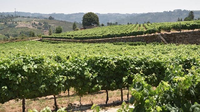 Prova de Vinhos Superiores - Pedra Cancela