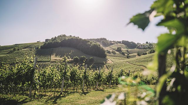 Premium vinprovning på Albiana Estate - Vinska klet Zaren