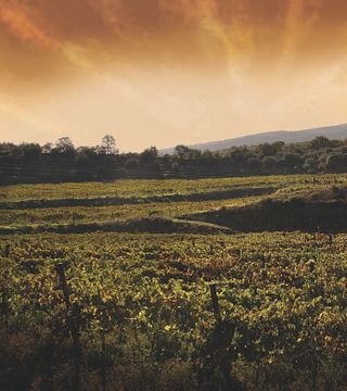 Cata de vinos y visita a viñedos 2