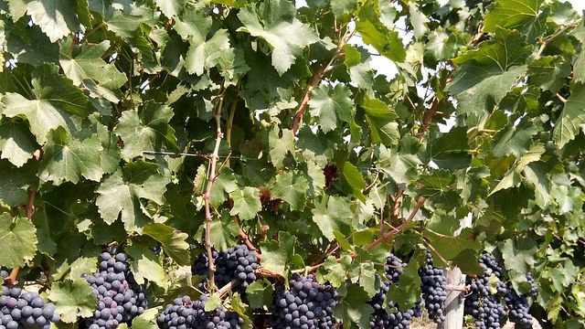 Degustazione di vini e visita al Freire Lobo Unipessoal