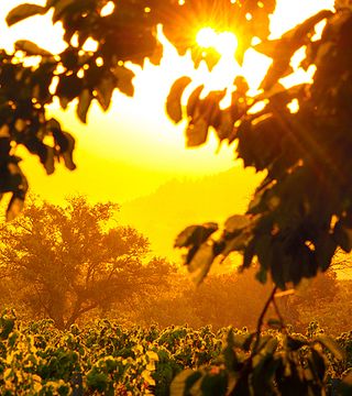 Degustazione di vini e visita allo Château Ollieux Romanis