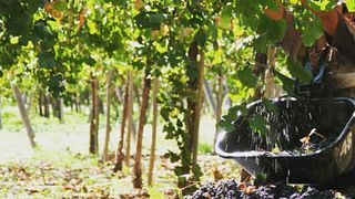 Dégustation de vins et visite de la Valle De La Puerta