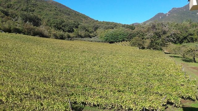 Intensiver Weinbergbesuch und Verkostung seltener autochthoner Weine