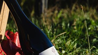 Dégustation de vins au Weingut Sommerhalter