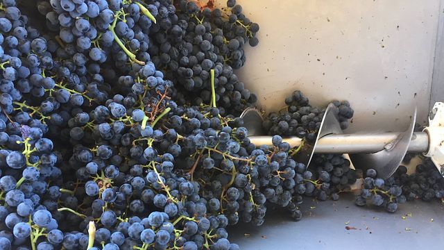 Hinter dem Etikett – Weinprobe und Tour