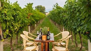 Degustazione al tramonto tra i filari della vigna