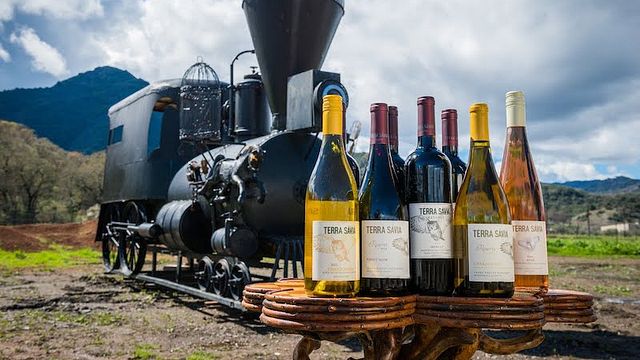 Degustazione di vini spumanti e olio d'oliva presso l'azienda vinicola e frantoio Terra Sávia