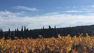 Dégustation et visite de vins au Château Mansenoble