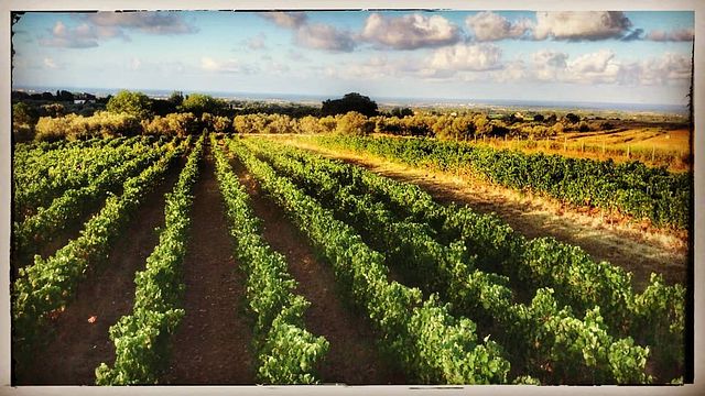 Degustação de vinhos e passeio no Castello del Terriccio