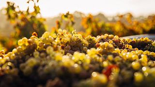 Wine Tasting and Tour at Noemí Wines