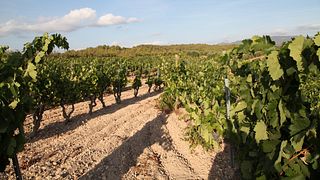 Esperienza per apprezzare e comprendere i vini della parte sud di Montsant