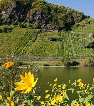Degustazione di vini e visita alla Weingut Melsheimer