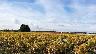 Noleggia bicicletta e pedala tra i vigneti | Domaine de la Belle Étoile