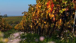 Víno Marcinčák Organic Winery