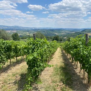 Visite et dégustation de vins en famille « incroyable » chez Macchie Santa Maria